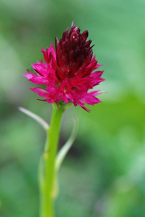 Nigritella.... sp?,